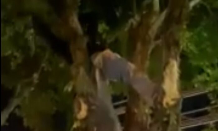 Ağaç kesen otel görevlileri için belediye ekipleri harekete geçti