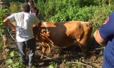 Ağacın arasına sıkışan inek itfaiye ekiplerince kurtarıldı