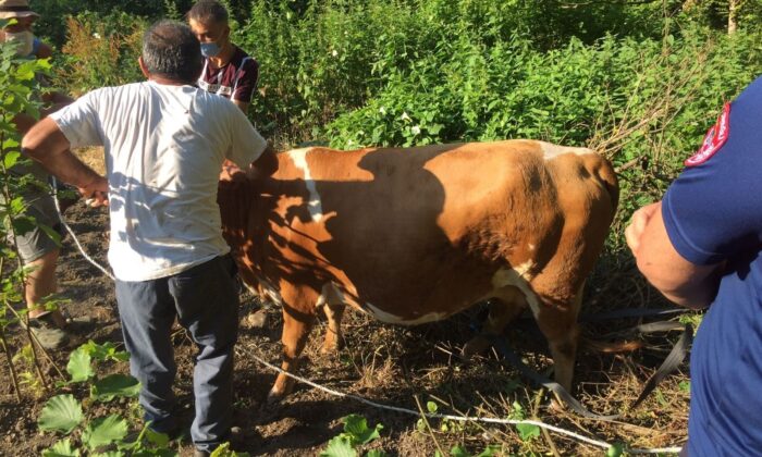 Ağacın arasına sıkışan inek itfaiye ekiplerince kurtarıldı