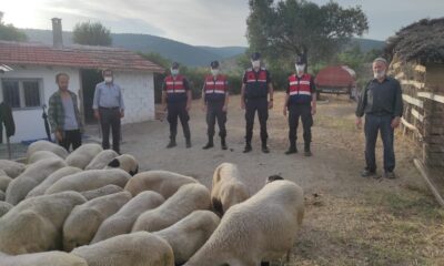 Ağıldan kaçan koyunları jandarma buldu