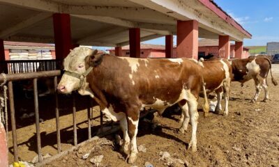 Ağrı’da kurbanlıklar pandemi gölgesinde görücüye çıktı