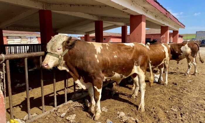 Ağrı’da kurbanlıklar pandemi gölgesinde görücüye çıktı