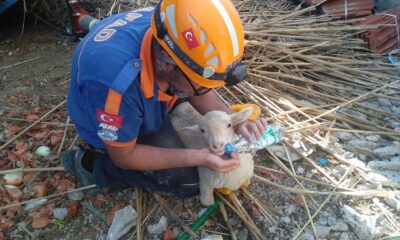 Ahır inşaatı çöktü, 150 koyun ve kuzu göçük altında kaldı