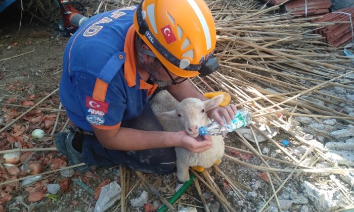 Ahır inşaatı çöktü, 150 koyun ve kuzu göçük altında kaldı