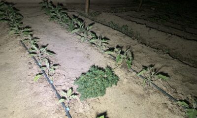 Aile içi kavgaya giden polis kenevir bahçesiyle karşılaştı