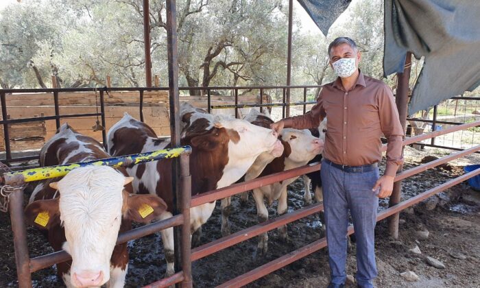 Ailenin neşe kaynağı beşiz doğan buzağılar 10 aylık oldu