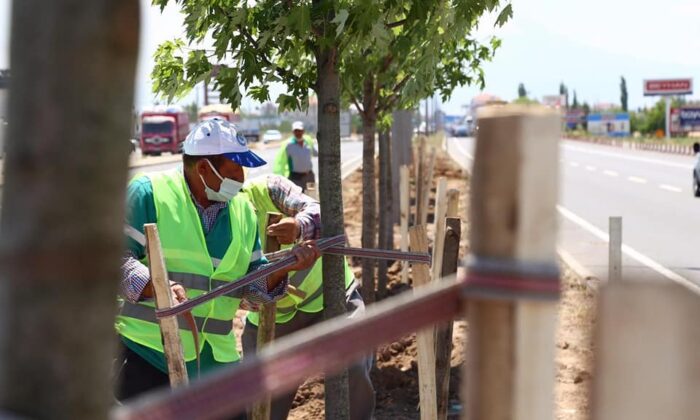 Aksaray’da E-90 Karayolu şeker akçe ağaçları ile donatılıyor