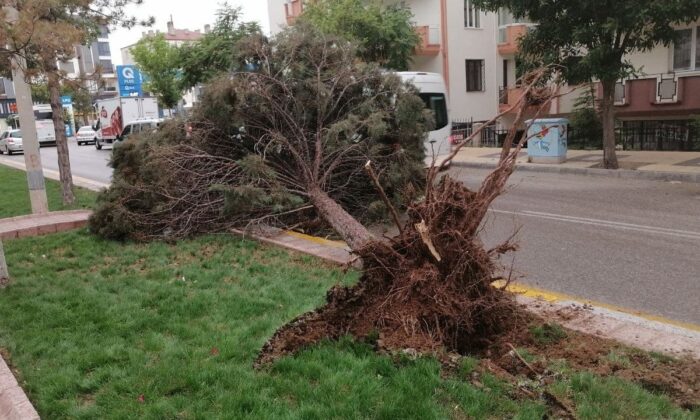 Aksaray’da şiddetli rüzgar ağacı kökünden söktü