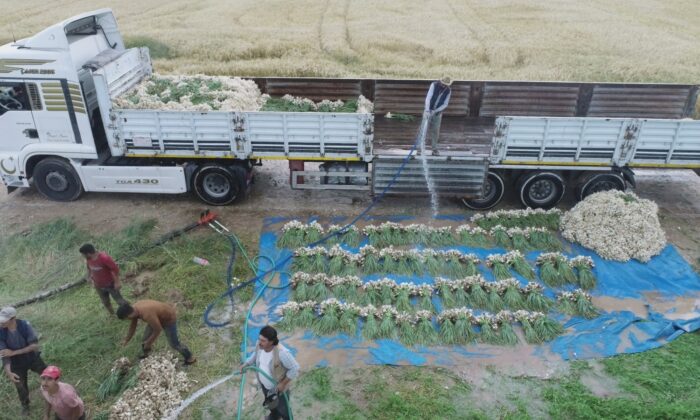 Aksaray’da sular çekildi, üreticiler az su isteyen ürünlere yöneldi