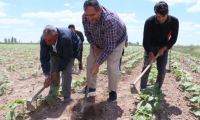 Aksaray’da tarımsal üretim hız kesmeden devam ediyor