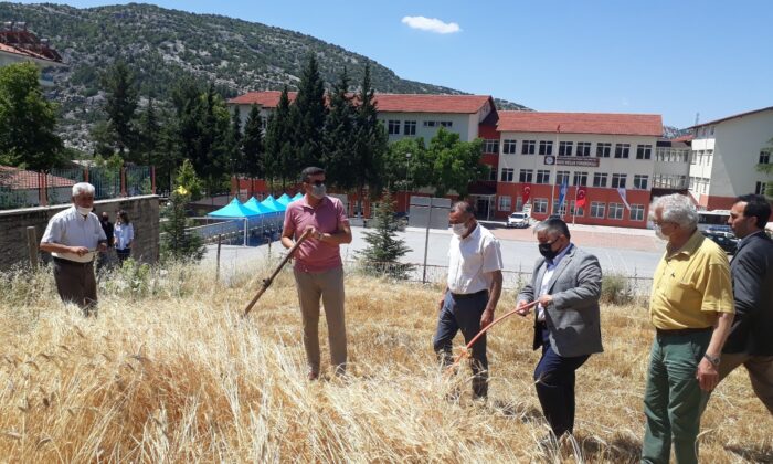 Akseki MYO’da buğday hasatı yapıldı