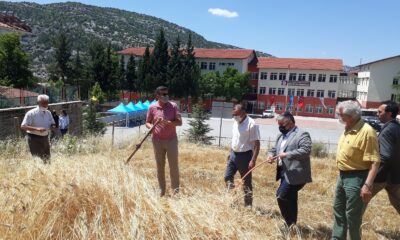 Akseki MYO’da buğday hasatı yapıldı