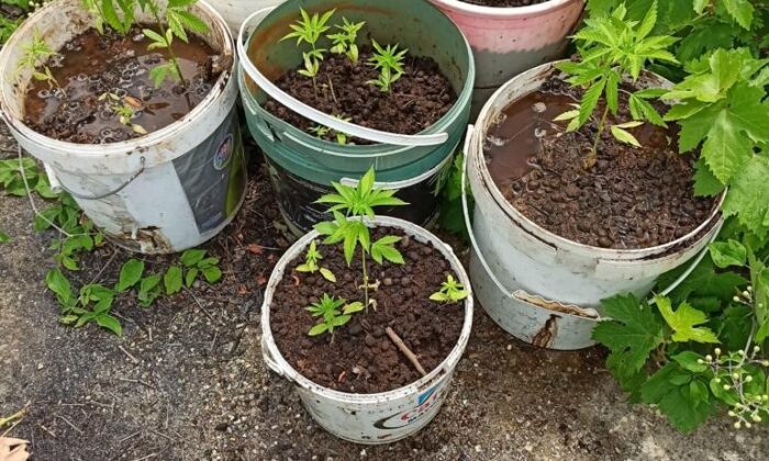 Alanya’da 135 kök Hint keneviri ele geçirildi