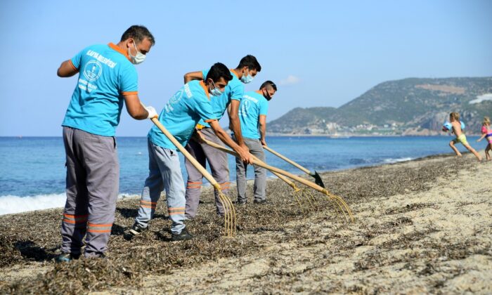 Alanya’da sahillerde yosunlar temizlendi