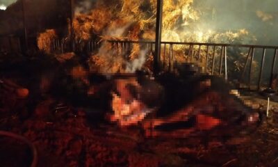 Alevlerin yükseldiği besihanede 22 büyükbaş hayvan telef oldu