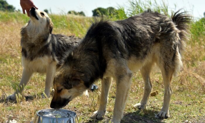 Aliağa Belediyesi sevimli dostlar için görev başında