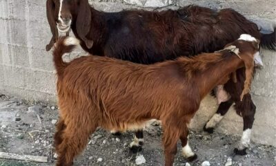 Alkolün etkisiyle başkasına ait keçiyi evine götürdü, sabah muhtara teslim etti