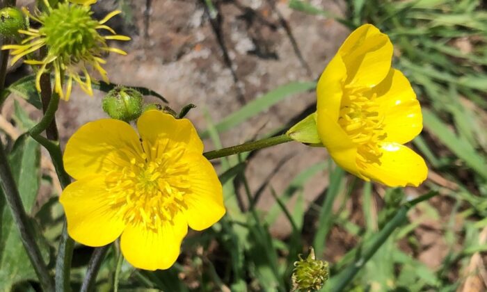 Allahuekber Dağları’nın eteklerinde görsel şölen