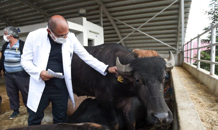 Altındağ’da Kurban Bayramı hazırlığı başladı