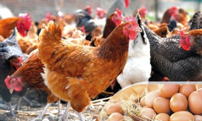 Altınordu Belediyesi, yüzde 50 hibeli 20 bin tavuk dağıtacak