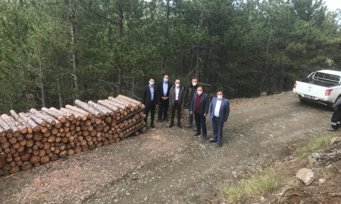 Altıntaş’ta orman gençleştirme çalışmaları
