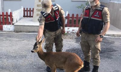 Amasya’da jandarmadan ayağı kırık karacaya şefkat eli