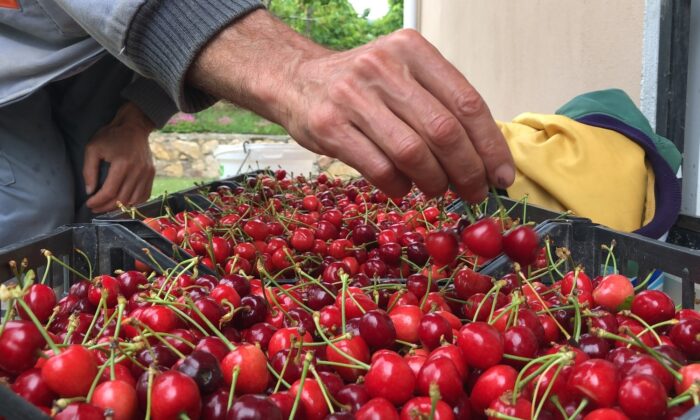 Amasya’da kiraz hasadı başladı