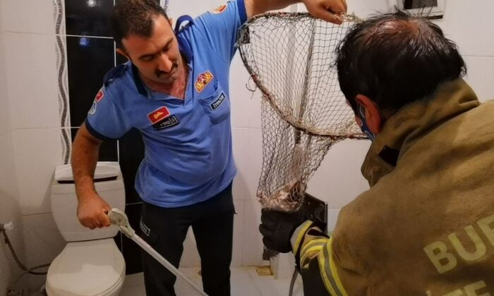 Anne kedi, sesler çıkartarak yavrusunu kurtardı; o anlar kamerada