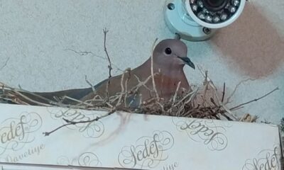 Anne kumru öyle bir yere yuva yaptı ki, görenler şaştı kaldı