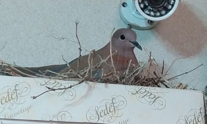 Anne kumru öyle bir yere yuva yaptı ki, görenler şaştı kaldı