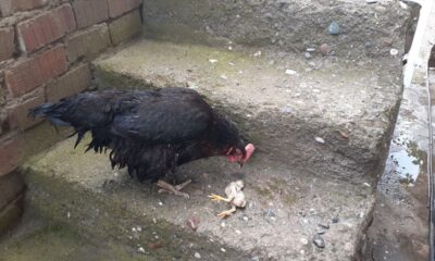 Anne tavuk sel sularında ölen yavrusunun başından ayrılmadı