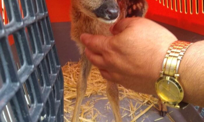 Annesi vurulan karaca yavrusunu sokak köpeği kurtardı