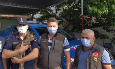 Annesini kaybeden yavru karaca koruma altına alındı