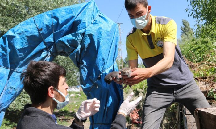 Annesiz kalan yavru kedilere Yahyalı Belediyesi sahip çıktı