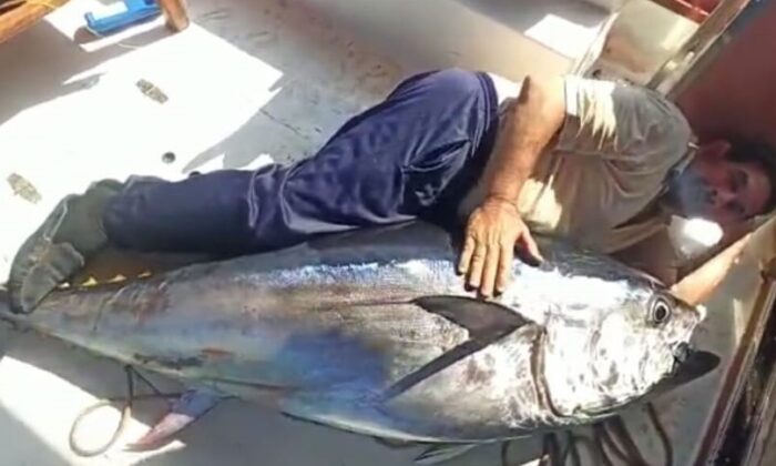 Antalya’da balıkçının oltasına 130 kiloluk orkinos takıldı