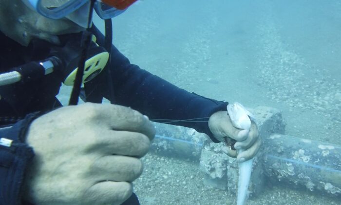 Antalya’da ‘lokum’a kurtarma operasyonu