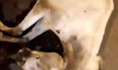 Antalya’da otomobilin çarptığı at telef oldu