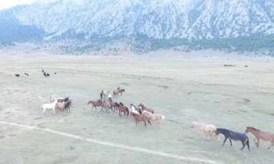 Antalya’da özgürlüğün sembolü Yılkı atları