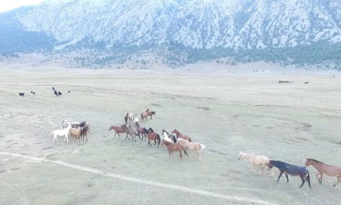 Antalya’da özgürlüğün sembolü Yılkı atları