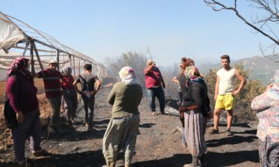 Antalya’daki arazi yangınında seraların naylon örtüleri ve zeytin ağaçları küle döndü