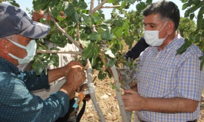 Antepfıstıklarına erkek aşı