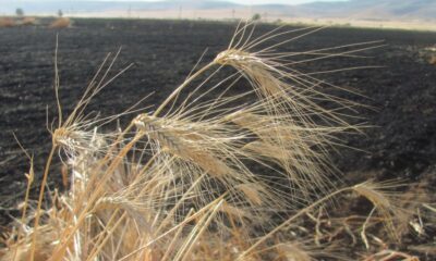 Araban’da 50 dönüm buğday kül oldu