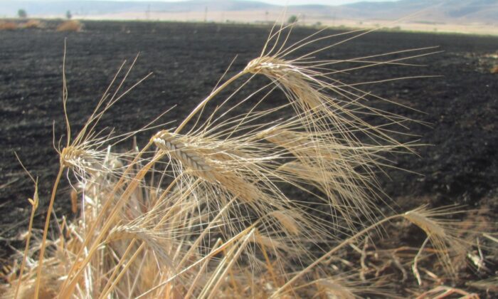 Araban’da 50 dönüm buğday kül oldu