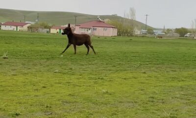 Arabayla yarışan sevimli eşek güldürdü