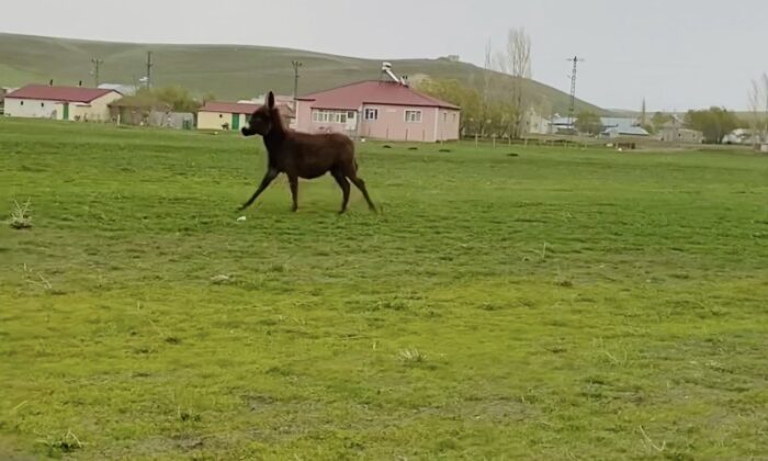 Arabayla yarışan sevimli eşek güldürdü