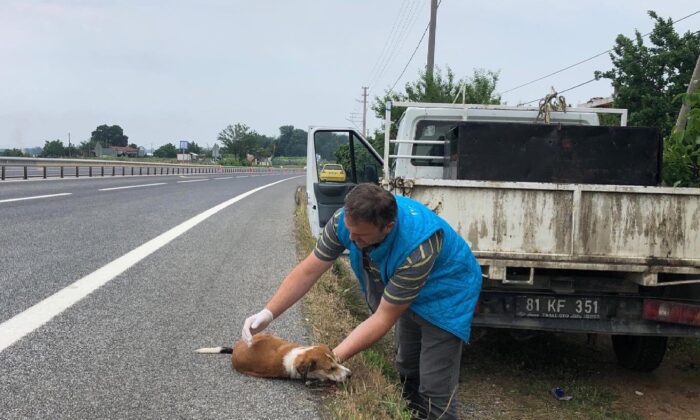Araç çarpan köpeğe anında müdahale