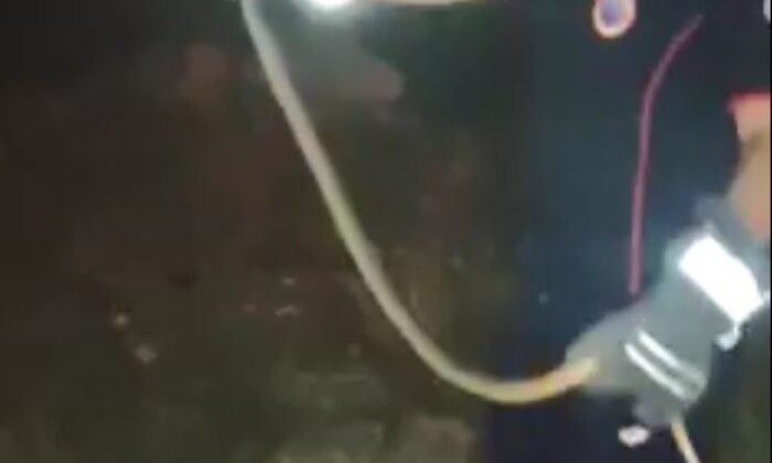 Araç içinde yakalanan yılan doğaya bırakıldı