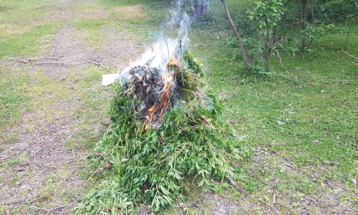 Ardahan’da kendiliğinden yetişen 19 bin 800 kök kenevir bitkisi imha edildi