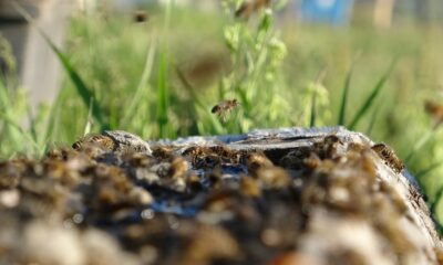 Ardahanlı arıcıların kuraklık endişesi