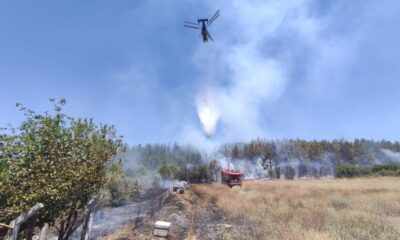 Arıcı hem kendini hem de ormanı yaktı